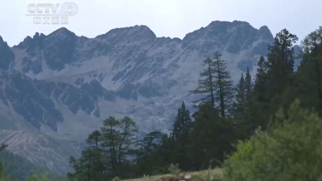 雪山环绕的自然之巅,亚高山暗针叶林是稻城亚丁自然保护区里面积最广的森林类型