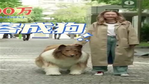 日本一位男子花200万日元，居然把自己整容成狗，女友还满意#每日一笑 #整容 #动物 #牧羊犬 #狗狗