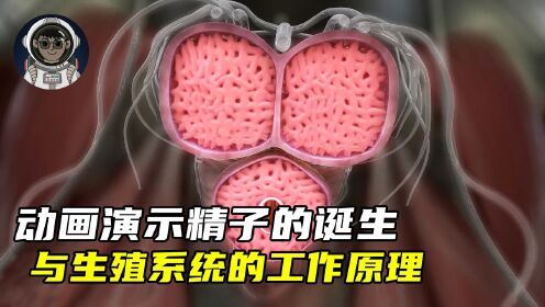 动画演示男性精子的诞生与生殖系统的工作原理_高清