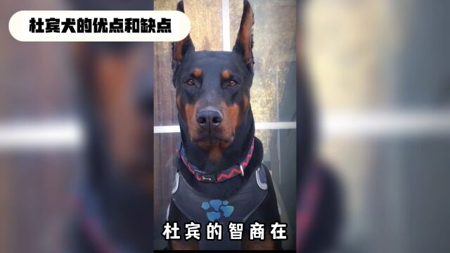 对于杜宾犬的优缺点,你了解多少?