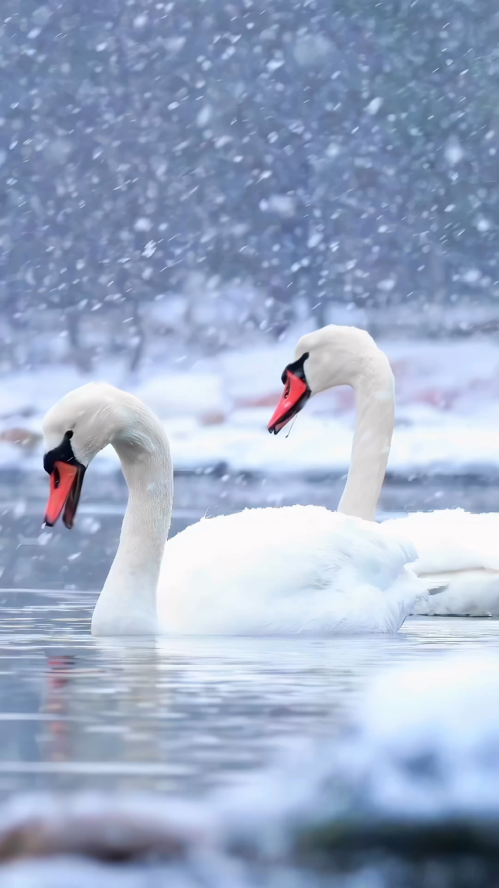 06湖中的一对天鹅情侣,在大雪纷飞中显得格外美丽,它们仿佛在诉说着