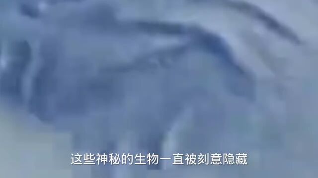 难以置信的巨型生物,被刻意掩藏的未知