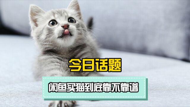 今日话题:闲鱼买猫到底靠不靠谱?