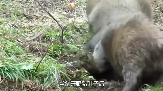 男子在野外捕获一只野猪,当剖开野猪肚子后,丢下刀子撒腿就跑