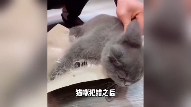 如何让猫get到你在不爽?这4段喵语谨慎播放…#养猫新手#猫精#猫知识#猫咪成精#养宠进阶指南#戏精猫