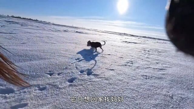 猎人骑着骏马带着猎犬雪地捕兔,野兔奋力奔跑能否成功逃脱?太精彩了!荒野猎人国外合法狩猎猎犬野兔纪录片充电计划动物篇