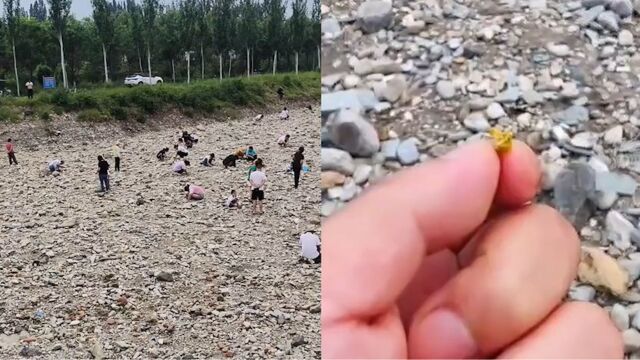 洪水过后河道出现碎金 上百村民捞金