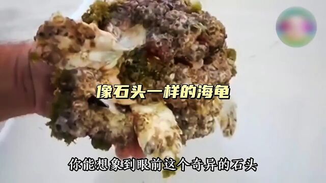 这一只海龟实在是太可怜了海龟 清理藤壶解压 野生动物零距离