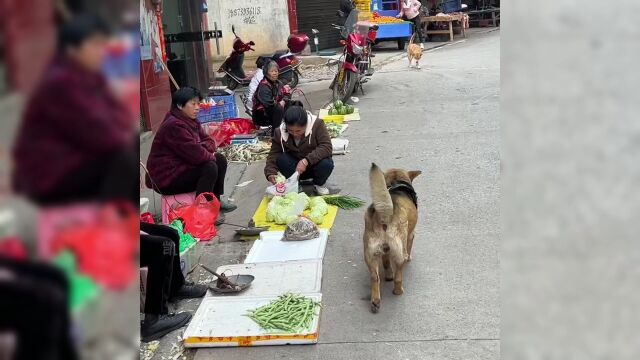 中华田园犬“多多”坐拥300万粉丝 网友:全网最优秀的采购员