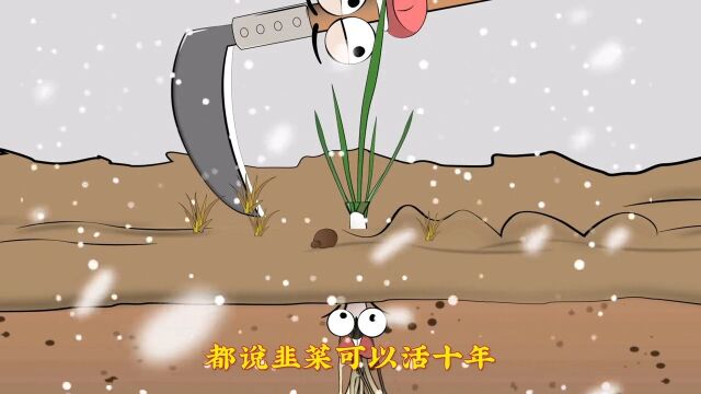 马泡瓜到底是什么瓜呢?植物科普动画制作百科原创动画