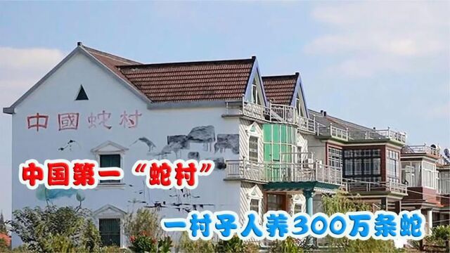 中国第一“蛇村”,一村人养300万条蛇,他们不怕被蛇咬吗?