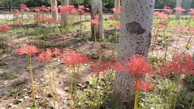 西安浐灞湿地公园彼岸花开太美了!快来打卡啦!希望游客不要折断花枝.