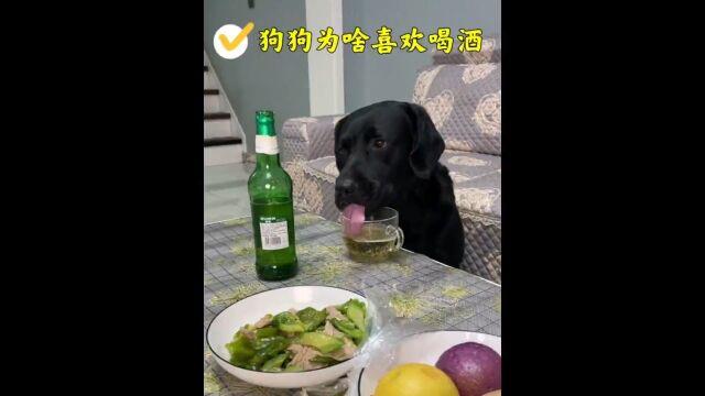 狗狗为什么喜欢喝酒?喝酒对狗狗真的有危害吗?