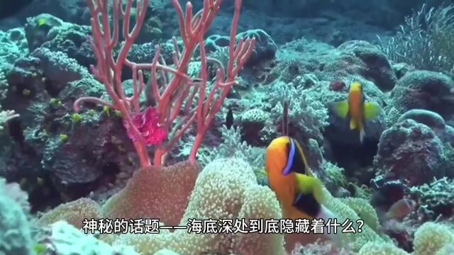 神秘的话题海底深处到底隐藏着什么?