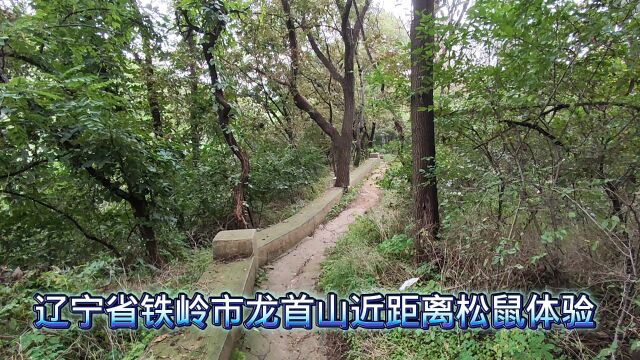 23.9.9辽宁省铁岭市龙首山近距离松鼠体验