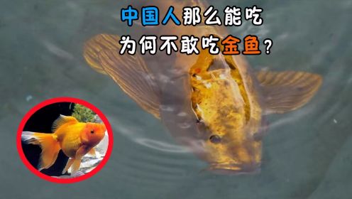 中国人那么能吃，为何不敢吃金鱼？金鱼肉有什么危害吗？