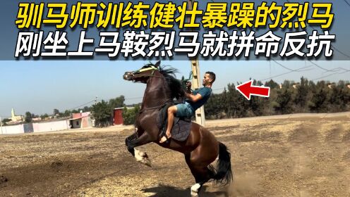 馴馬師訓練烈馬的過程中,烈馬野性爆發不停抬蹄子拼命反抗