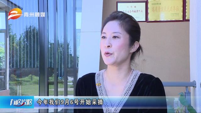 青州市弥河镇中桥村:枝头结出“致富果”