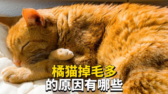 橘猫掉毛多的原因有哪些?原来有这么多