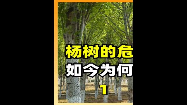 杨树的危害到底有多大?曾经大量引进种植,如今为何不种了?1杨树植树造林冷知识