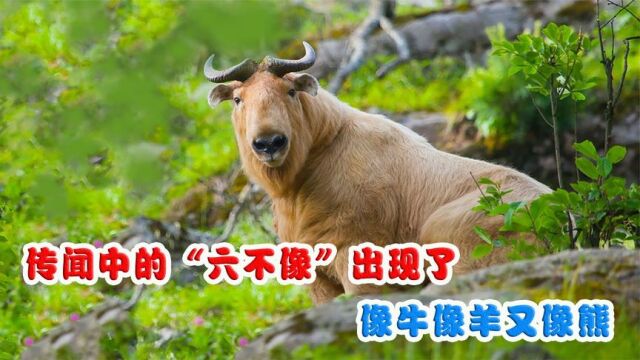 传闻中的“六不像”出现了,像牛像羊又像熊,它到底是什么生物?