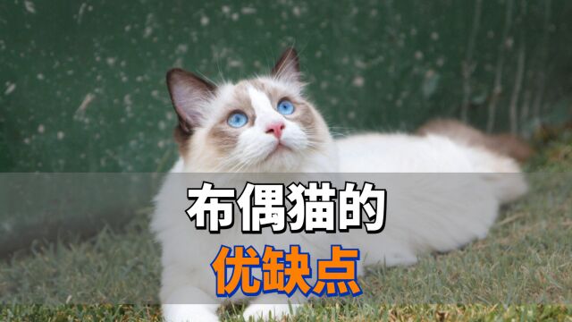 布偶猫的优缺点,养之前一定要了解!