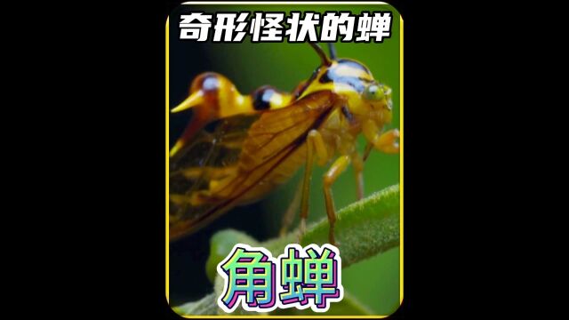 奇形怪状的蝉你见过吗#动物的迷惑行为