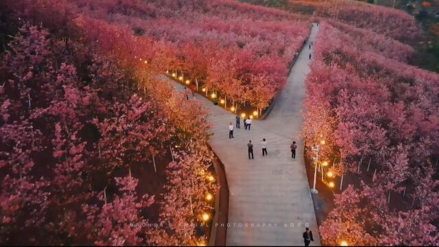 花期正当时,一镜到底带大家看不一样的樱花谷风景