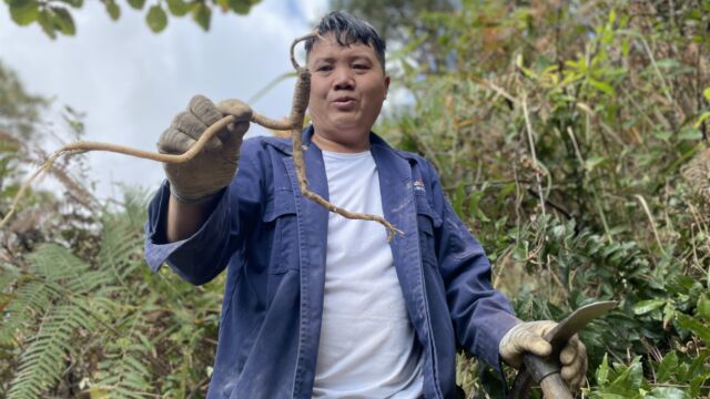 赶山碰上20公分长好货,只有林哥知道怎么挖,真不容易