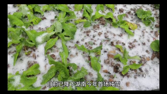 常德石门东山峰降下湖南今冬首场纯雪