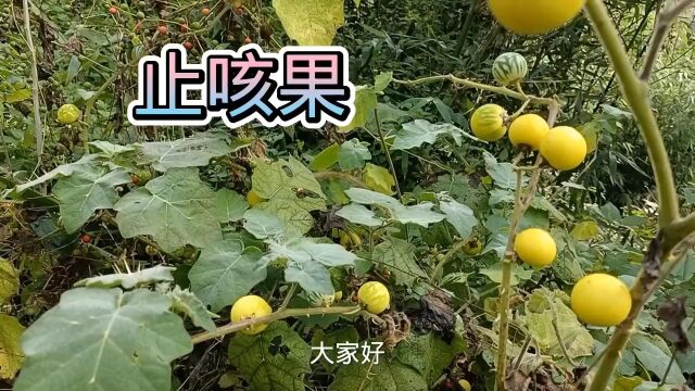 农村随处可见的野果,很讨厌,因为它全身都是刺,殊不知它的功效却这么强大,大家快来了解下!