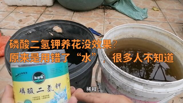 磷酸二氢钾养花没效果?原来是用错“水”了,很多人不知道