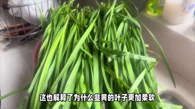 韭菜和韭黄到底有什么区别?营养做法差别大,以后别再瞎买了