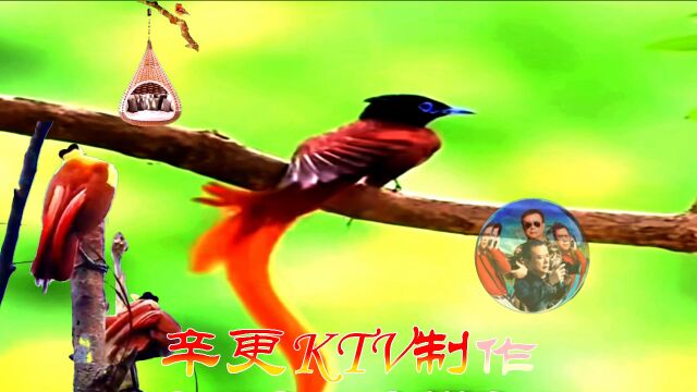 画 你 钢琴版 辛更KTV音乐视频制作