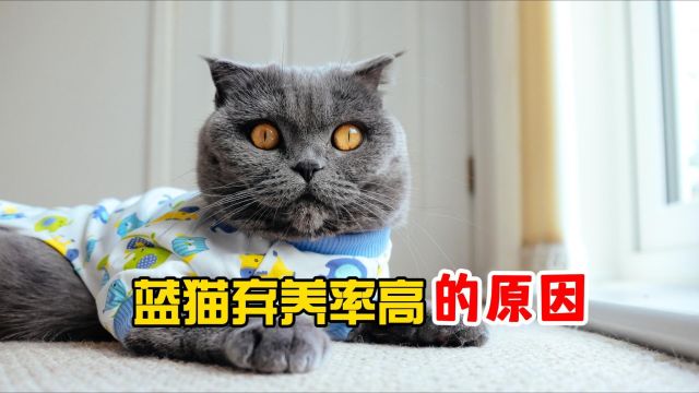 为什么蓝猫弃养率这么高,原因很真实!