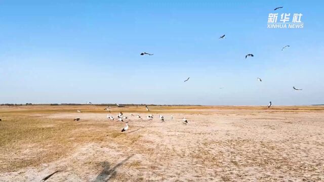 千城胜景|吉林双辽:白鹤省级自然保护区迎来候鸟迁徙季