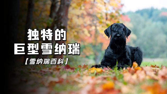 少见犬种系列:巨型雪纳瑞令人惊叹的外表!