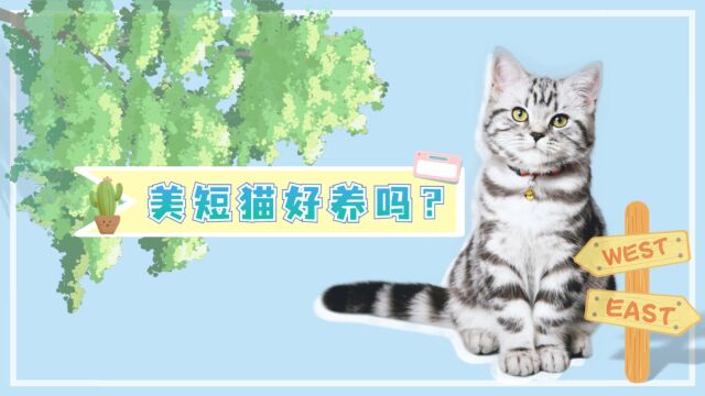 美短猫好不好养呢?优点多多,不用担心养不好