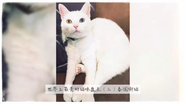 世界上最贵的猫咪盘点(二)泰国御猫、布偶猫、玩具虎猫