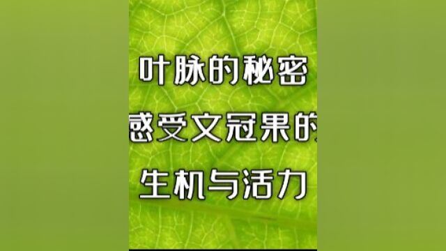 叶脉的秘密:感受文冠果的生机与活力 #自然科学 #微景观 #大自然的秘密 #药用植物科普 #文冠果