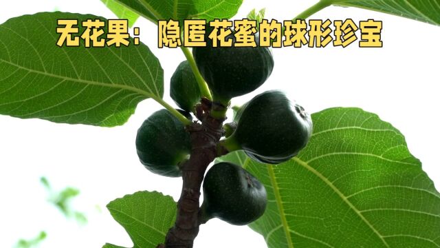 无花果:隐匿花蜜的球形珍宝