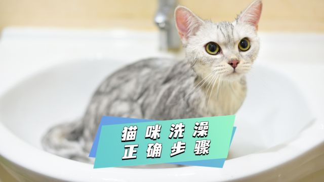 猫咪洗澡的正确步骤有哪些?一起来学习吧