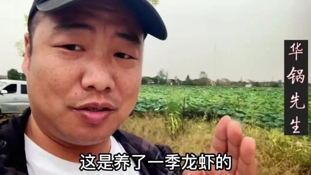 探访湖北荆州莲藕套养:投几百斤虾苗,不用管理,照样收益惊人!