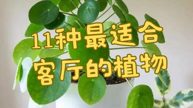 11种最适合客厅的植物