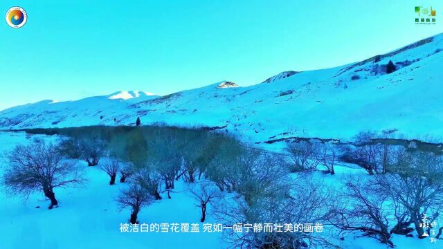 视频:新疆特克斯:松雪共语苏阿苏