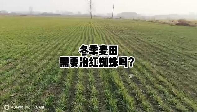 #分享农业知识帮农民增产增收 #农业人话农业 2024