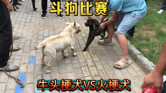 许昌狗王争霸赛,牛头梗犬VS火梗犬,狭路相逢勇者胜