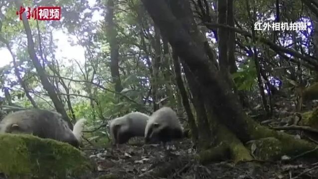 福建闽江源国家级自然保护区发现野生猪獾群活动踪迹