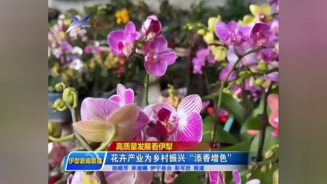 【高质量发展看伊犁】花卉产业为乡村振兴“添香增色”