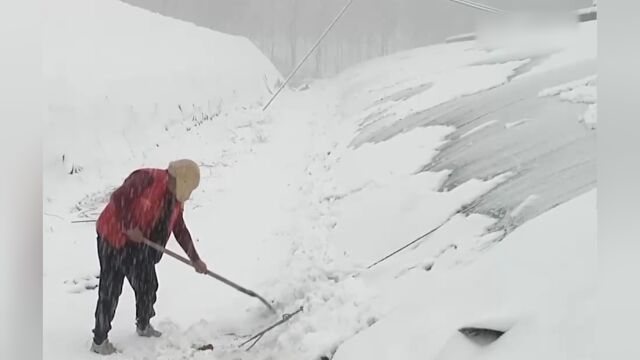 山西河津:降雪影响设施农业,农技人员指导防寒除雪